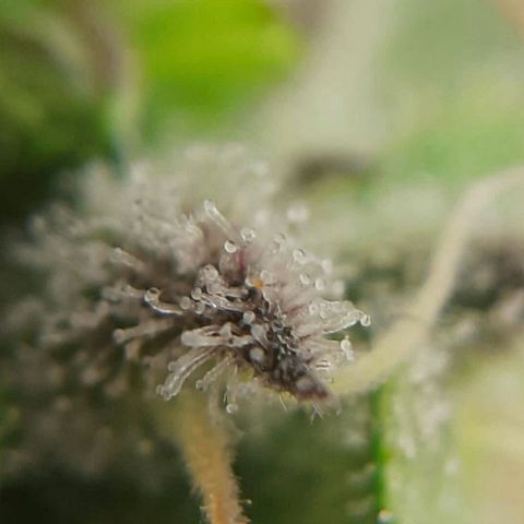 Lestrange #1 growlog timeline photo