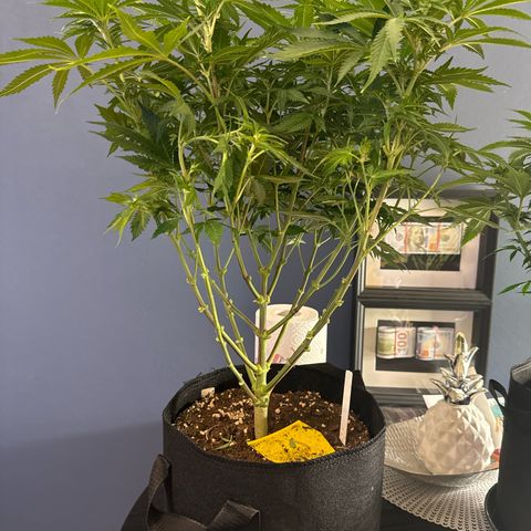 Shining Silver Haze growlog photo: Nach dem lillypopping 