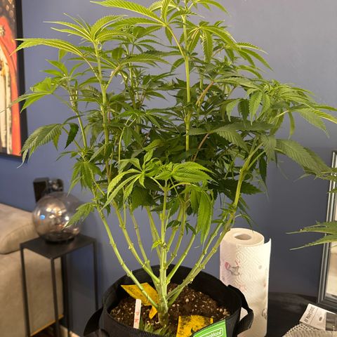 Pineapple Kush growlog photo: Nach dem lollypopping 