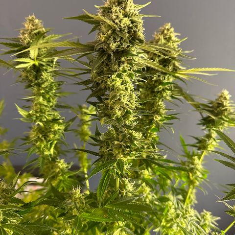Pineapple Kush growlog timeline photo