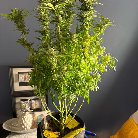Pineapple Kush growlog timeline photo