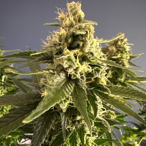 Pineapple Kush growlog timeline photo