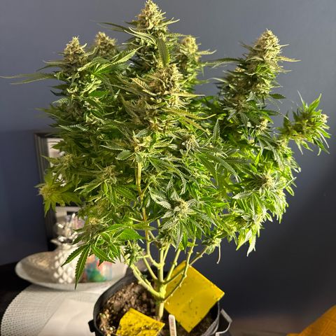 Shining Silver Haze growlog timeline photo