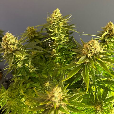 Shining Silver Haze growlog timeline photo