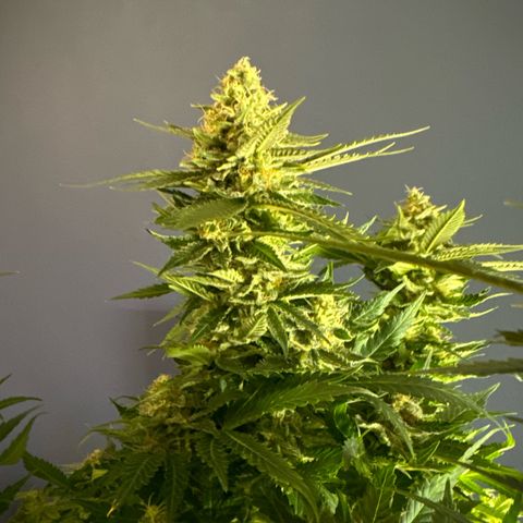 Shining Silver Haze growlog timeline photo