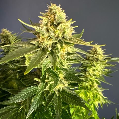 Shining Silver Haze growlog timeline photo