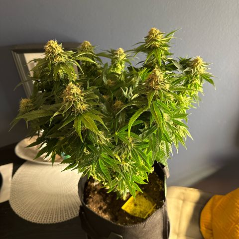 Special Queen #1 growlog timeline photo