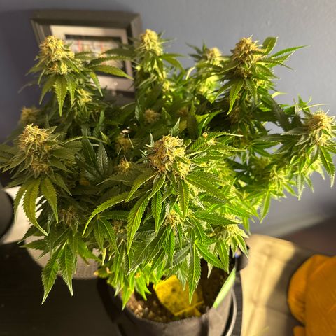Special Queen #1 growlog timeline photo
