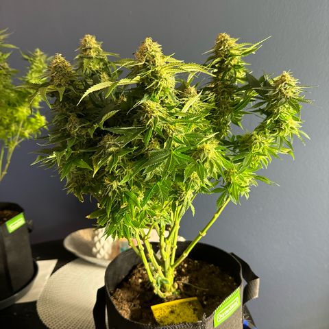 Special Queen #1 growlog timeline photo