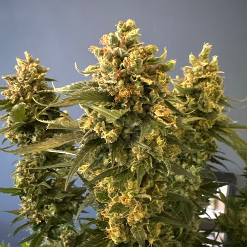 Pineapple Kush growlog timeline photo