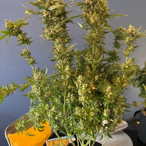 Pineapple Kush growlog timeline photo