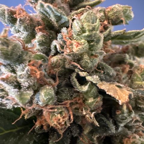 Pineapple Kush growlog timeline photo