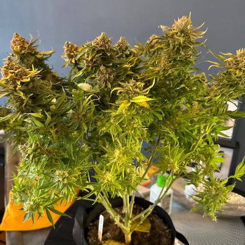 Shining Silver Haze growlog timeline photo