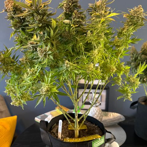 Shining Silver Haze growlog timeline photo