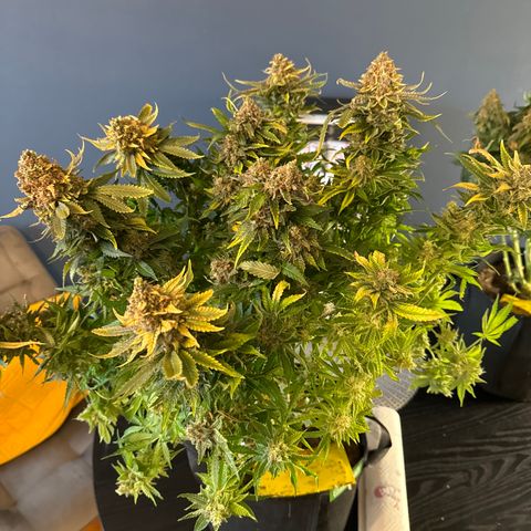 Shining Silver Haze growlog timeline photo