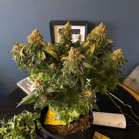 Special Queen #1 growlog timeline photo