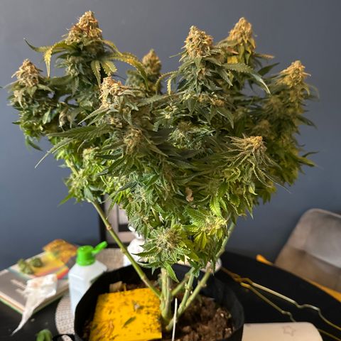 Special Queen #1 growlog timeline photo