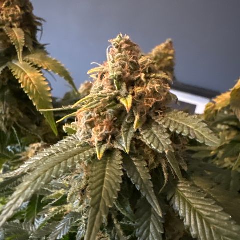 Special Queen #1 growlog timeline photo