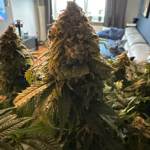 Special Queen #1 growlog timeline photo