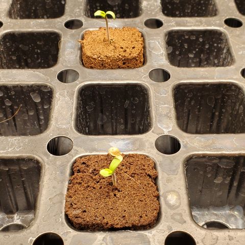 Garlic crumpet #2 growlog timeline photo
