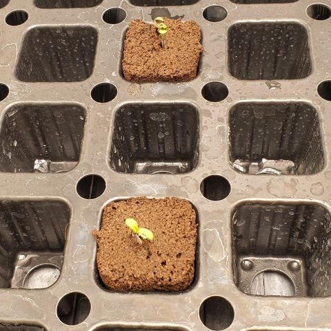 Garlic crumpet #2 growlog timeline photo