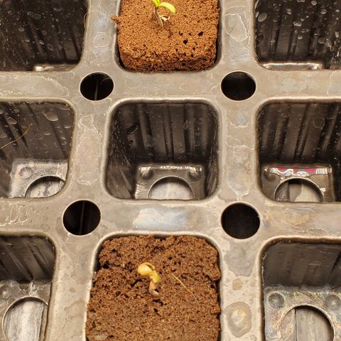 Garlic crumpet #2 growlog timeline photo