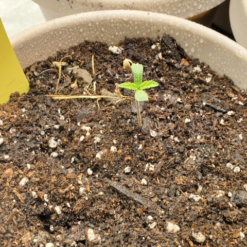 Garlic crumpet #1 growlog timeline photo