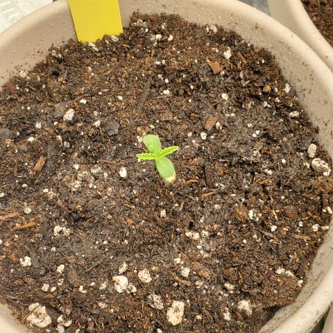 Garlic crumpet #2 growlog timeline photo