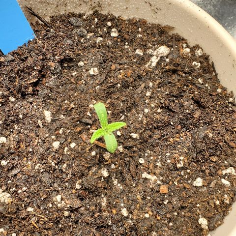 Garlic crumpet #3 growlog timeline photo