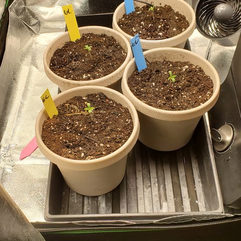 Garlic crumpet #2 growlog timeline photo