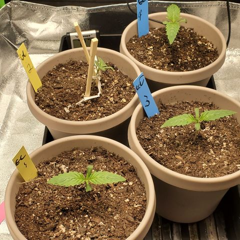 Garlic crumpet #1 growlog timeline photo