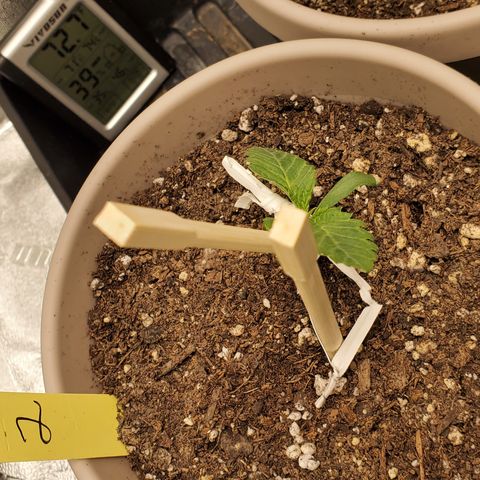 Garlic crumpet #2 growlog timeline photo