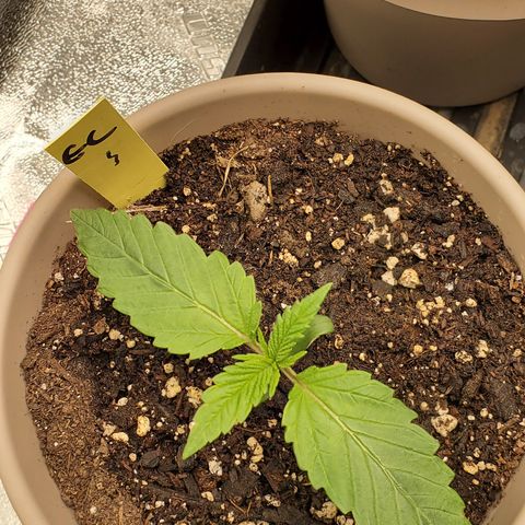 Garlic crumpet #1 growlog timeline photo