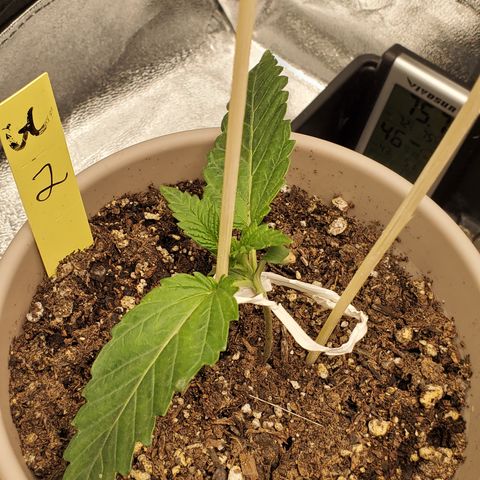Garlic crumpet #2 growlog photo: Changed to bamboo skewers to help support and give more room and light to grow