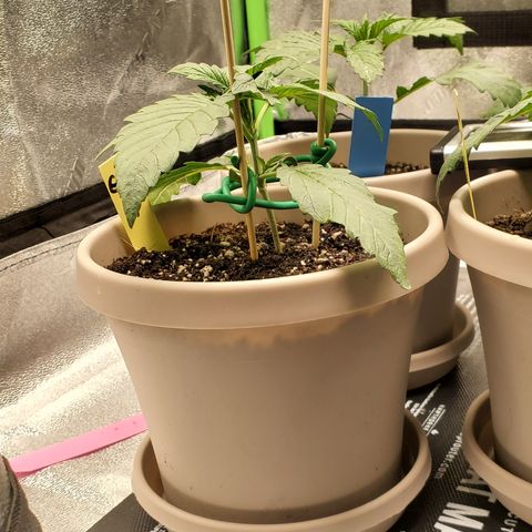 Garlic crumpet #3 growlog timeline photo