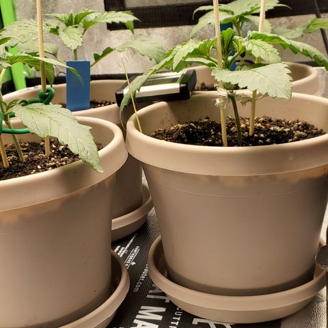 Garlic crumpet #3 growlog timeline photo