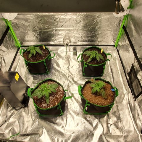 Garlic crumpet #3 growlog timeline photo