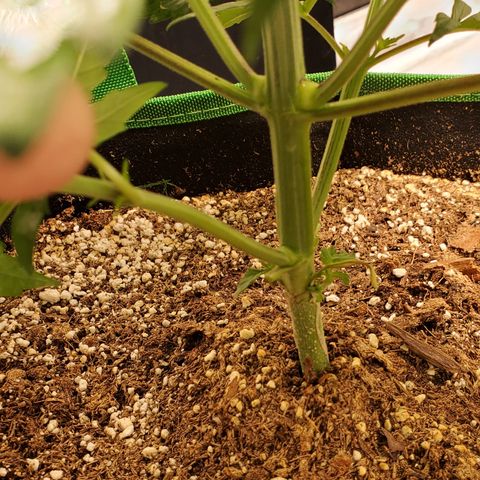 Garlic crumpet #3 growlog timeline photo
