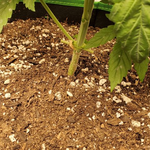 Garlic crumpet #1 growlog timeline photo