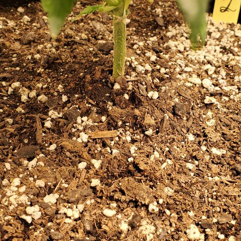 Garlic crumpet #2 growlog timeline photo