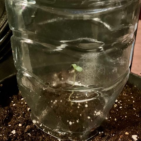 Outdoorqueen growlog photo: Frisch in Topf gesetzt
