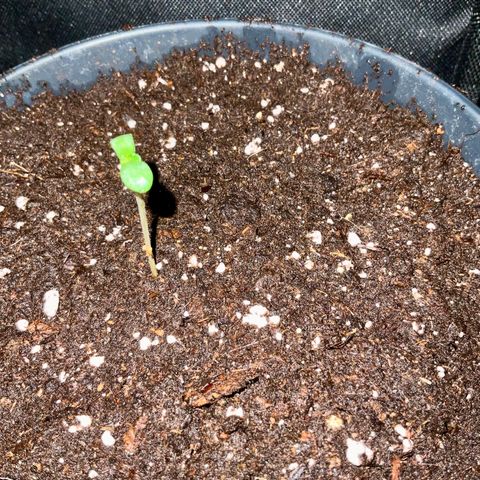 Outdoorqueen growlog photo: Frisch in Topf gesetzt