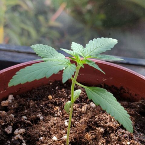 Red Skunk growlog timeline photo