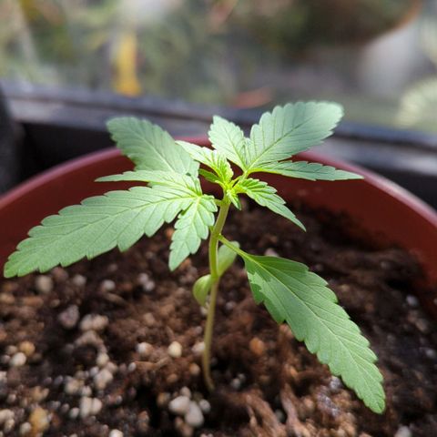 Red Skunk growlog timeline photo