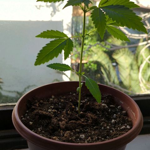 Red Skunk growlog timeline photo