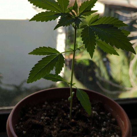 Red Skunk growlog timeline photo