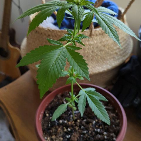 Red Skunk growlog timeline photo