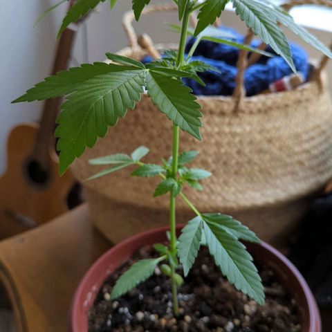 Red Skunk growlog timeline photo