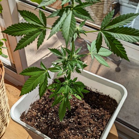 Red Skunk growlog timeline photo