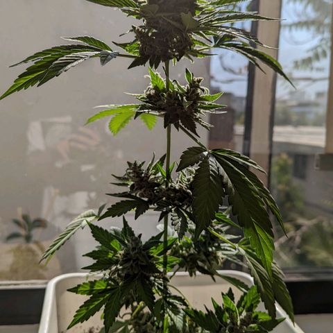 Red Skunk growlog timeline photo